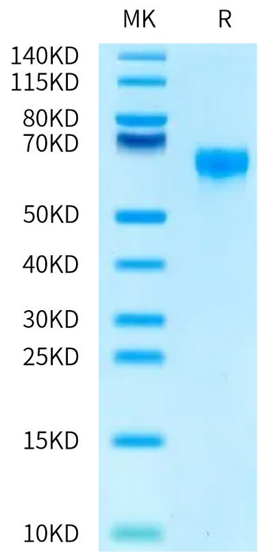 Biotinylated Human CD47 on Tris-Bis PAGE under reduced condition. The purity is greater than 95%.