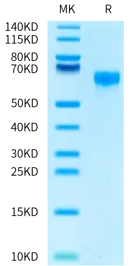 Biotinylated Human CD47 on Tris-Bis PAGE under reduced condition. The purity is greater than 95%.Biotinylated Human CD47 Protein
