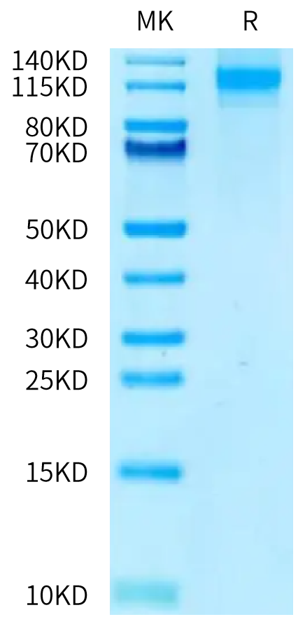 Cynomolgus FcRH5 on Tris-Bis PAGE under reduced condition. The purity is greater than 95%.Recombinant Cynomolgus FcRH5/FcRL5 Protein
