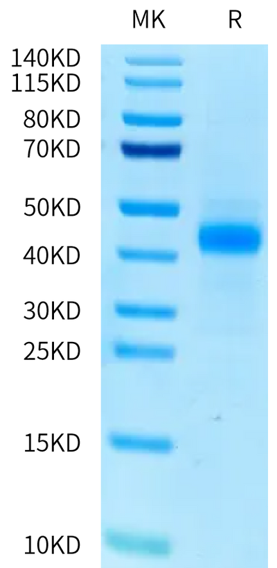 Human PILRA on Tris-Bis PAGE under reduced condition. The purity is greater than 95%.Recombinant Human PILRA Protein, Active