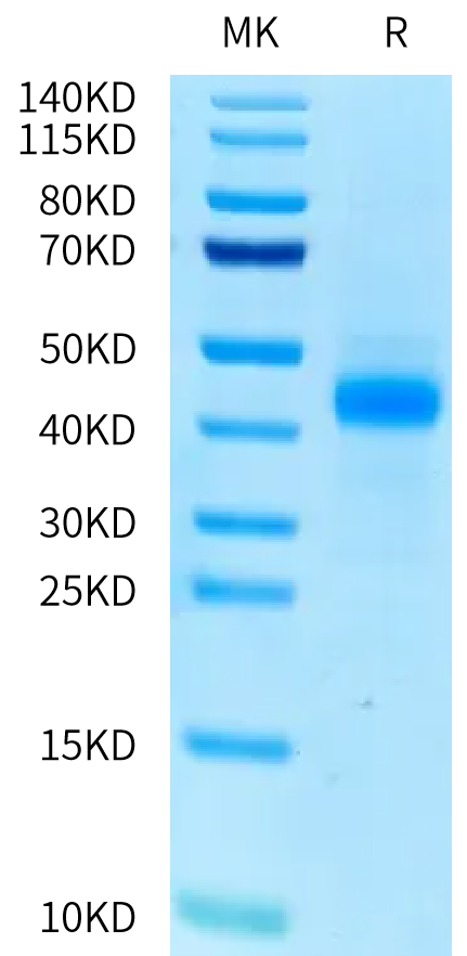 Human PILRA on Tris-Bis PAGE under reduced condition. The purity is greater than 95%.Recombinant Human PILRA Protein, Active