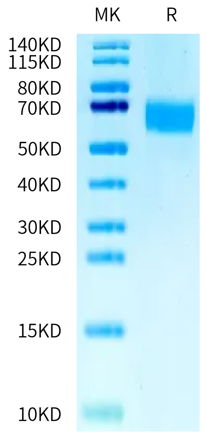 Mouse CD98 on Tris-Bis PAGE under reduced condition. The purity is greater than 95%.Recombinant Mouse CD98 Protein