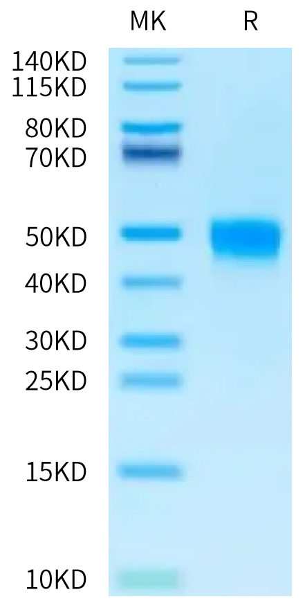 Rat GFRAL on Tris-Bis PAGE under reduced condition. The purity is greater than 95%.Recombinant Rat GFRAL/GFR alpha-like Protein, Active