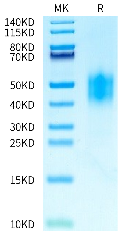 Human NKG2A on Tris-Bis PAGE under reduced condition. The purity is greater than 90%.Recombinant Human NKG2A/CD159a Protein, Active