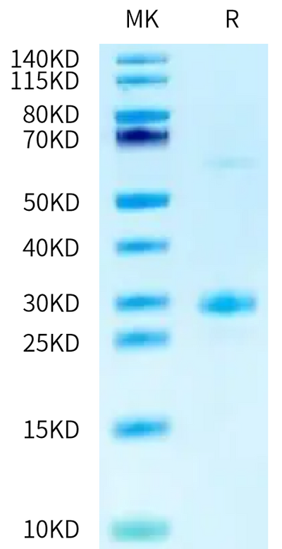 Human BTN3A1 on Tris-Bis PAGE under reduced condition. The purity is greater than 95%.Recombinant Human BTN3A1/CD277 Protein, Active