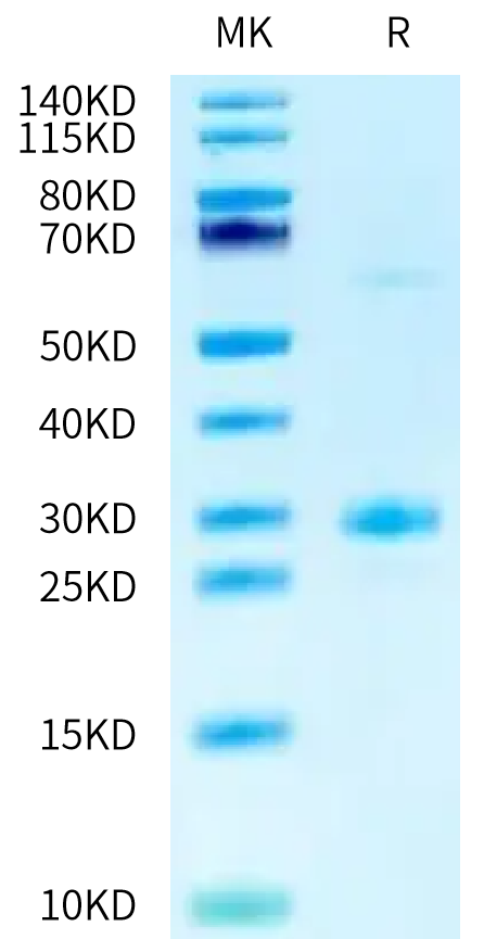 Human BTN3A1 on Tris-Bis PAGE under reduced condition. The purity is greater than 95%.Recombinant Human BTN3A1/CD277 Protein, Active