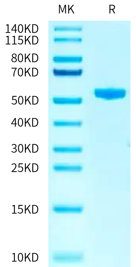 Biotinylated Human HLA-A*03:01&B2M&KRAS G12V (VVGAVGVGK) Monomer on Tris-Bis PAGE under reduced condition. The purity is greater than 95%.Biotinylated Human HLA-A*03:01&B2M&KRAS G12V (VVGAVGVGK) Monomer Protein