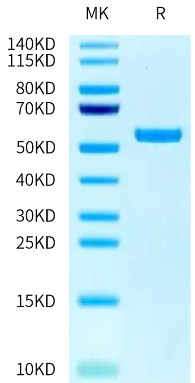 Biotinylated Human CD98 on Tris-Bis PAGE under reduced condition. The purity is greater than 95%.Biotinylated Human CD98 Protein, Active
