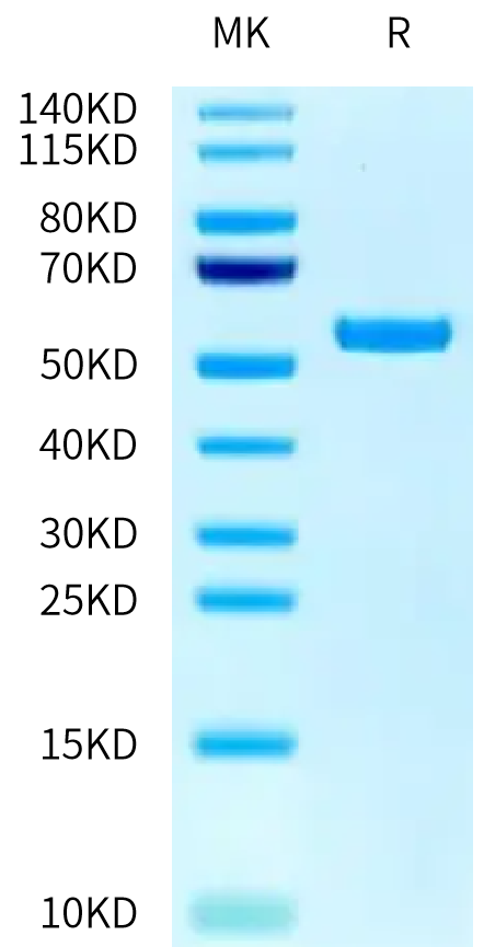 Biotinylated Human CD98 on Tris-Bis PAGE under reduced condition. The purity is greater than 95%.Biotinylated Human CD98 Protein, Active