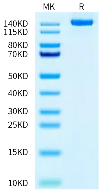 Human Netrin receptor DCC on Tris-Bis PAGE under reduced condition. The purity is greater than 95%.Recombinant Human Netrin receptor DCC Protein