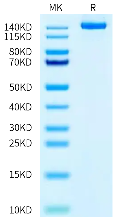 Human Netrin receptor DCC on Tris-Bis PAGE under reduced condition. The purity is greater than 95%.Recombinant Human Netrin receptor DCC Protein