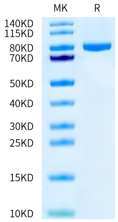 Cynomolgus CD228 on Tris-Bis PAGE under reduced condition. The purity is greater than 95%.Recombinant Cynomolgus CD228/MFI2 Protein