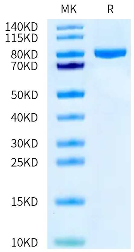 Cynomolgus CD228 on Tris-Bis PAGE under reduced condition. The purity is greater than 95%.Recombinant Cynomolgus CD228/MFI2 Protein