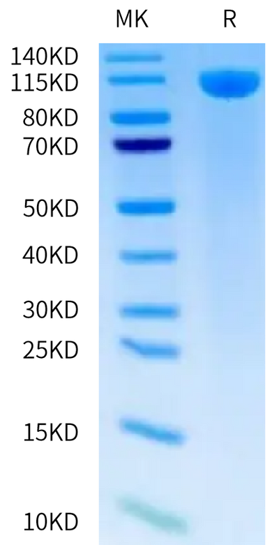 Biotinylated Human TLR3 on Tris-Bis PAGE under reduced condition. The purity is greater than 95%.Biotinylated Human TLR3 Protein, Active
