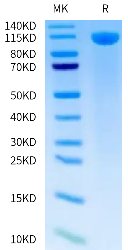 Biotinylated Human TLR3 on Tris-Bis PAGE under reduced condition. The purity is greater than 95%.Biotinylated Human TLR3 Protein, Active