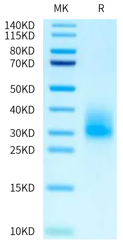 Mouse IL-3 on Tris-Bis PAGE under reduced condition. The purity is greater than 95%.Recombinant Mouse IL-3 Protein