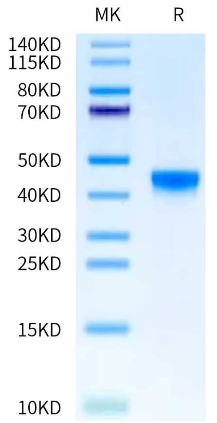Rat FGL2 on Bis-Tris PAGE under reduced condition. The purity is greater than 95%.Recombinant Rat FGL2 Protein, Active