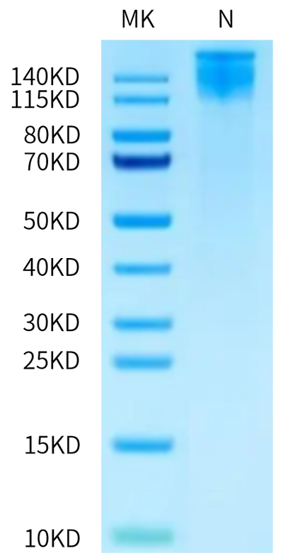 Human ITGA6&ITGB1 on Tris-Bis PAGE under Non reducing (N) condition. The purity is greater than 95%.Recombinant Human Integrin alpha 6 beta 1 (ITGA6&ITGB1) Heterodimer Protein