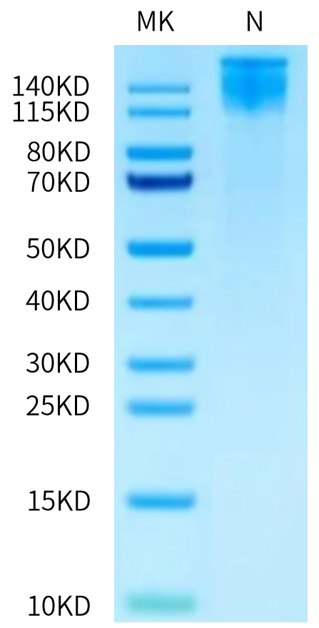 Human ITGA6&ITGB1 on Tris-Bis PAGE under Non reducing (N) condition. The purity is greater than 95%.Recombinant Human Integrin alpha 6 beta 1 (ITGA6&ITGB1) Heterodimer Protein