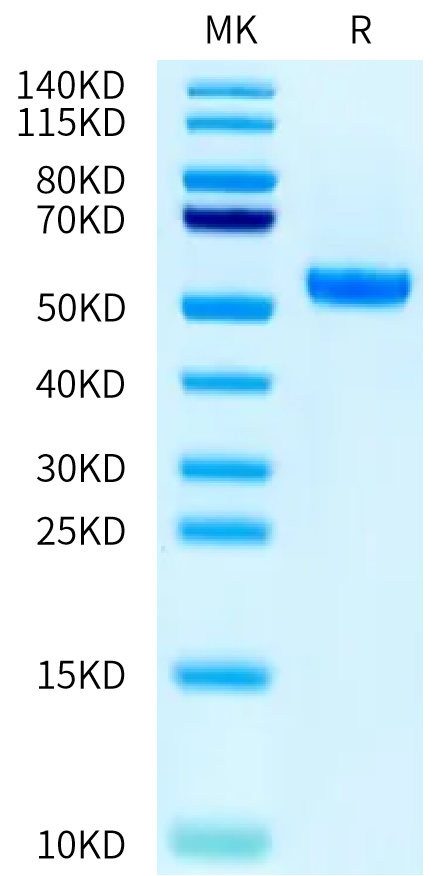 Human HLA-A*03:01&B2M&gp100 (ALLAVGATK) Monomer on Tris-Bis PAGE under reduced condition. The purity is greater than 95%.Recombinant Human HLA-A*03:01&B2M&gp100 (ALLAVGATK) Monomer Protein