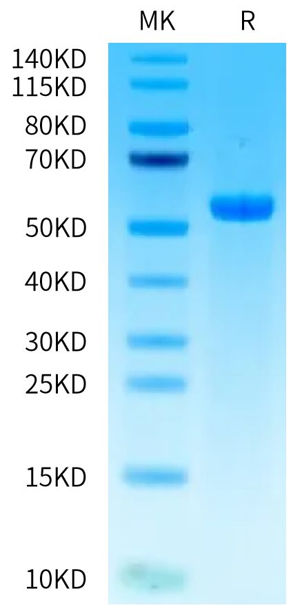 Biotinylated Human HLA-A*03:01&B2M&gp100 (ALLAVGATK) Monomer on Tris-Bis PAGE under reduced condition. The purity is greater than 95%.Biotinylated Human HLA-A*03:01&B2M&gp100 (ALLAVGATK) Monomer Protein