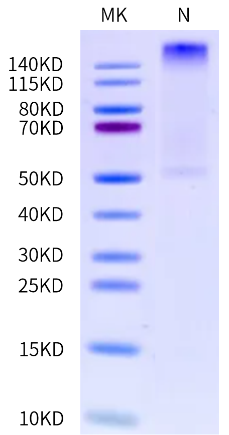 Human HLA-A*03:01&B2M&gp100 (ALLAVGATK) Tetramer on Tris-Bis PAGE under Non reducing (N) condition. The purity is greater than 95%.Recombinant Human HLA-A*03:01&B2M&gp100 (ALLAVGATK) Tetramer Protein
