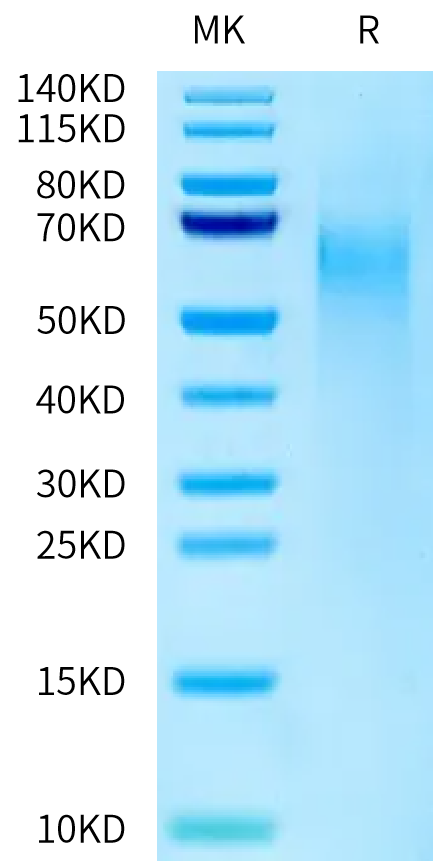 Cynomolgus CD27 Ligand on Tris-Bis PAGE under reduced condition. The purity is greater than 95%.Recombinant Cynomolgus CD27 Ligand/CD70 Protein, Active