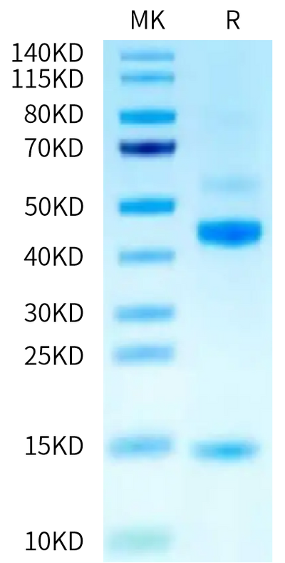 Human Latent Activin A on Tris-Bis PAGE under reduced (R) condition. The purity is greater than 95%.Recombinant Human Latent Activin A Protein