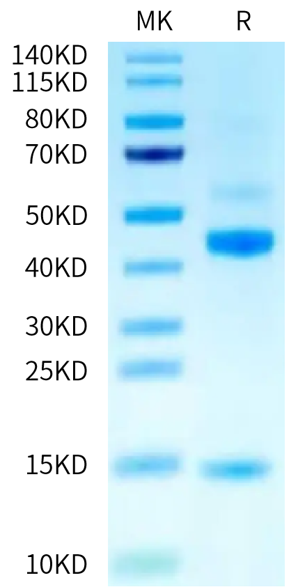 Human Latent Activin A on Tris-Bis PAGE under reduced (R) condition. The purity is greater than 95%.Recombinant Human Latent Activin A Protein