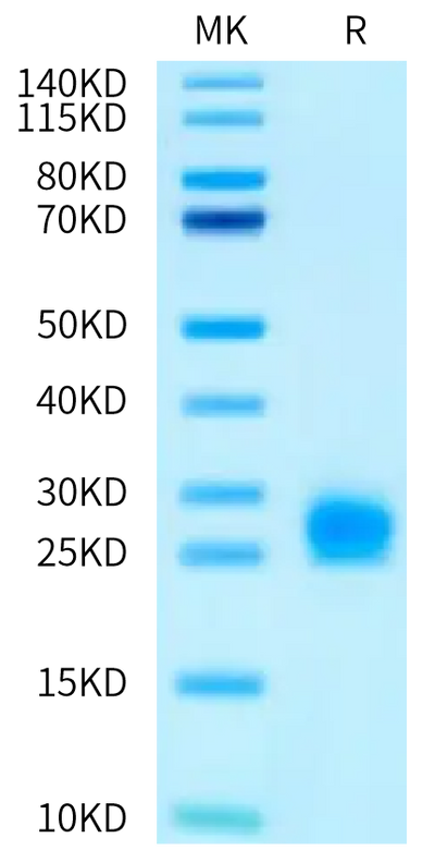 Mouse IL-1 alpha on Tris-Bis PAGE under reduced condition. The purity is greater than 95%.Recombinant Mouse IL-1 alpha/IL-1A Protein, Active