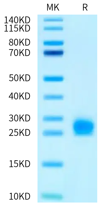 Mouse IL-1 alpha on Tris-Bis PAGE under reduced condition. The purity is greater than 95%.Recombinant Mouse IL-1 alpha/IL-1A Protein, Active