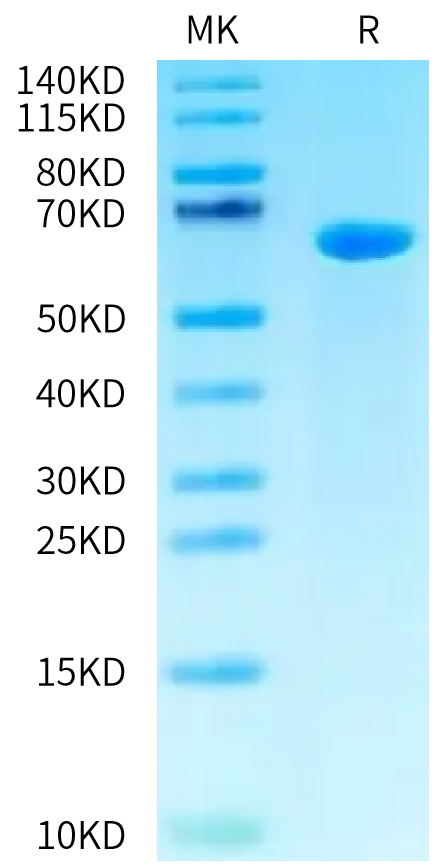Biotinylated Cynomolgus ALPP on Tris-Bis PAGE under reduced condition. The purity is greater than 95%.Biotinylated Cynomolgus Alkaline Phosphatase (Placental type) /ALPP Protein (Primary Amine Labeling)