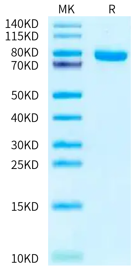 Human NRG1 Beta 1 on Tris-Bis PAGE under reduced condition. The purity is greater than 95%.