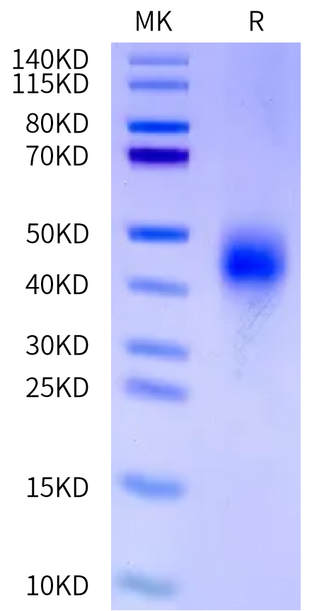 Biotinylated Mouse Fc gamma RIII on Tris-Bis PAGE under reduced condition. The purity is greater than 95%.Biotinylated Mouse Fc gamma RIII/CD16 Protein, Active
