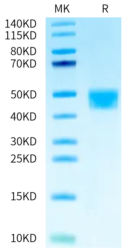 Cynomolgus MSLN on Tris-Bis PAGE under reduced condition. The purity is greater than 95%.Recombinant Cynomolgus MSLN/Mesothelin Protein, Active