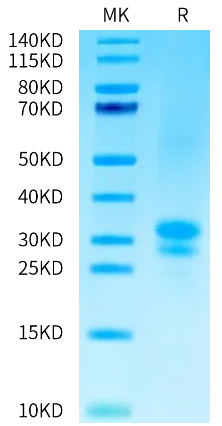 Biotinylated Human TNFSF15 on Tris-Bis PAGE under reduced condition. The purity is greater than 95%.Biotinylated Human TNFSF15 Protein (Primary Amine Labeling), Active