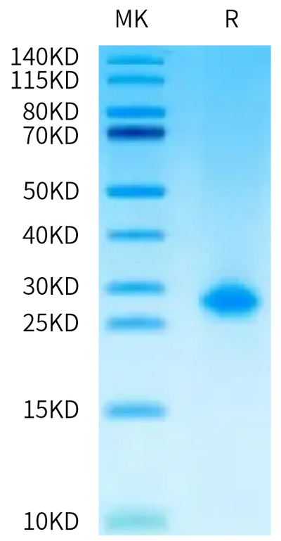 Biotinylated Human IL-1 alpha on Tris-Bis PAGE under reduced condition. The purity is greater than 95%.Biotinylated Human IL-1 alpha/IL-1A Protein, Active