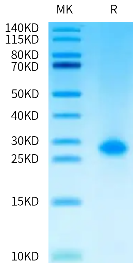 Biotinylated Human IL-1 alpha on Tris-Bis PAGE under reduced condition. The purity is greater than 95%.Biotinylated Human IL-1 alpha/IL-1A Protein, Active