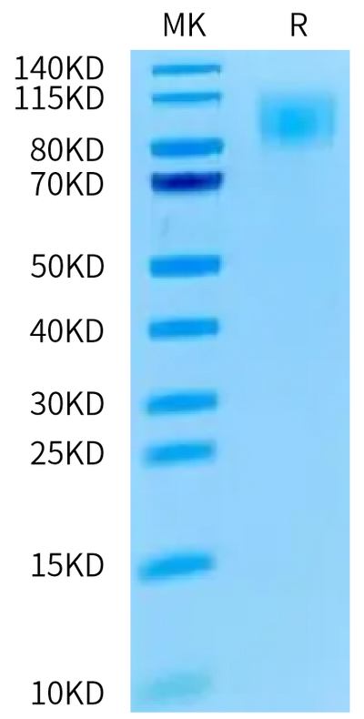 Cynomolgus MERTK on Tris-Bis PAGE under reduced condition. The purity is greater than 95%.Recombinant Cynomolgus MERTK/Mer Protein
