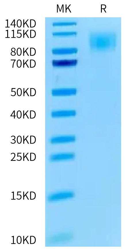 Cynomolgus MERTK on Tris-Bis PAGE under reduced condition. The purity is greater than 95%.Recombinant Cynomolgus MERTK/Mer Protein