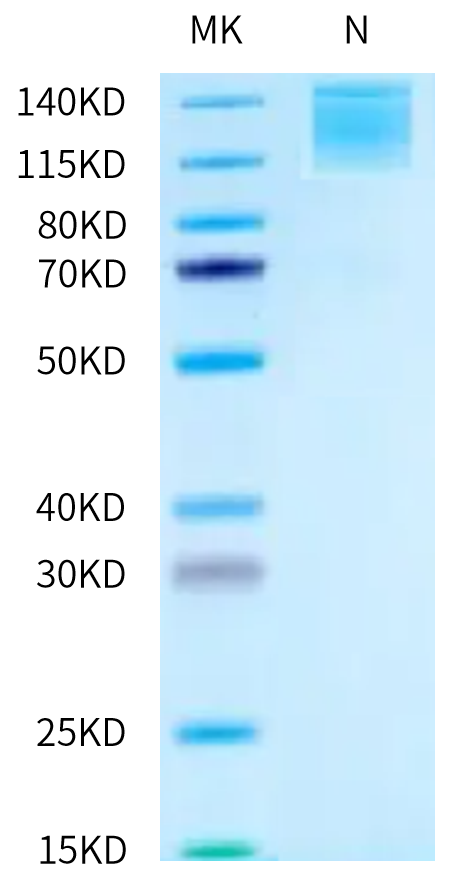 Biotinylated Human ITGA6&ITGB1 on Tris-Bis PAGE under Non reducing (N) condition. The purity is greater than 95%.Biotinylated Human Integrin alpha 6 beta 1 (ITGA6&ITGB1) Heterodimer Protein