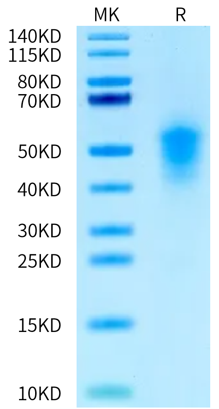 Biotinylated Mouse uPAR Domain (2+3) on Tris-Bis PAGE under reduced condition. The purity is greater than 95%.Biotinylated Mouse uPAR/PLAUR Domain (2+3) Protein