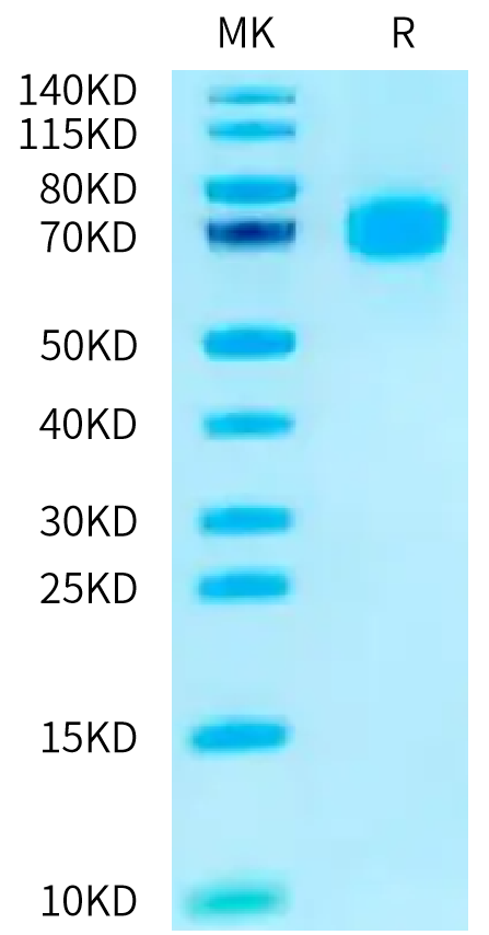Cynomolgus B7-1 on Tris-Bis PAGE under reduced condition. The purity is greater than 95%.Recombinant Cynomolgus B7-1/CD80 Protein, Active