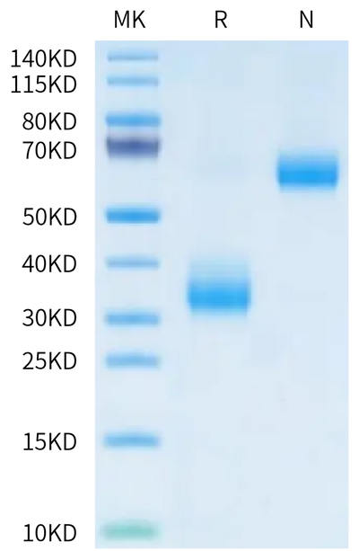 Human LOX1 on Tris-Bis PAGE under reduced condition and Non reducing (N) condition. The purity is greater than 95%.Recombinant Human LOX1 Protein
