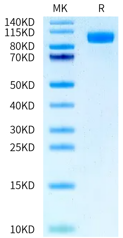 FITC-Labeled Human EGFR on Tris-Bis PAGE under reduced condition. The purity is greater than 95%.Recombinant FITC-Labeled Human EGFR/HER1 Protein