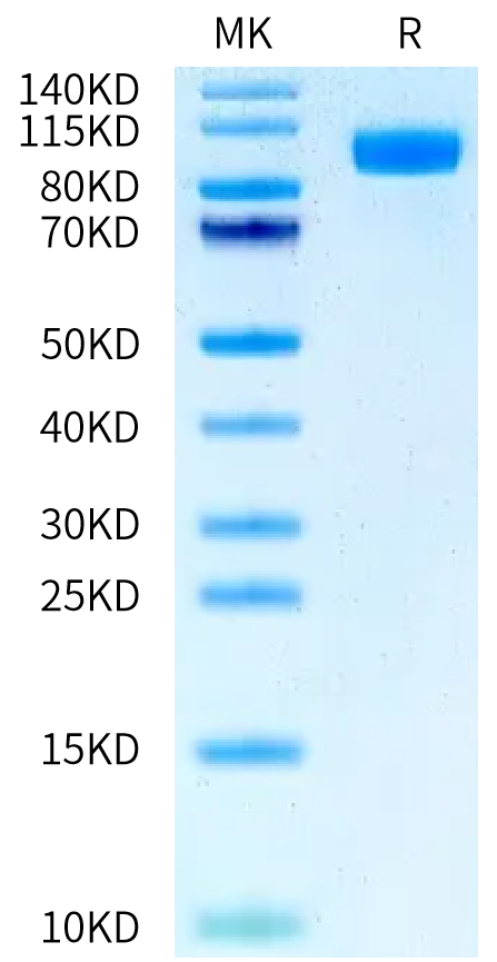 FITC-Labeled Human EGFR on Tris-Bis PAGE under reduced condition. The purity is greater than 95%.Recombinant FITC-Labeled Human EGFR/HER1 Protein