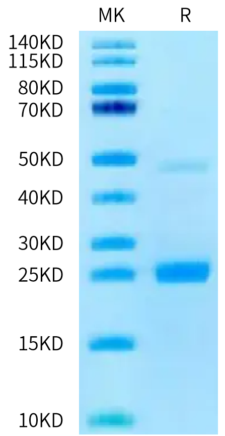 Biotinylated Human BAFF on Tris-Bis PAGE under reduced condition. The purity is greater than 95%.Biotinylated Human BAFF/TNFSF13B/CD257 Protein, Active