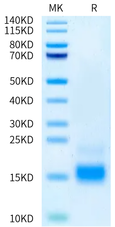 Human Beta-NGF on Tris-Bis PAGE under reduced condition. The purity is greater than 95%.Recombinant Human Beta-NGF Protein