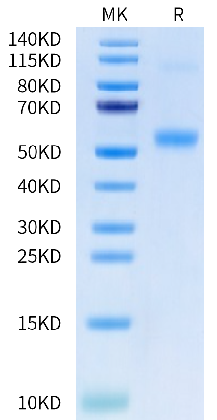 Human Galectin 9 on Tris-Bis PAGE under reduced condition. The purity is greater than 95%.Recombinant Human Galectin 9/LGALS9 Protein