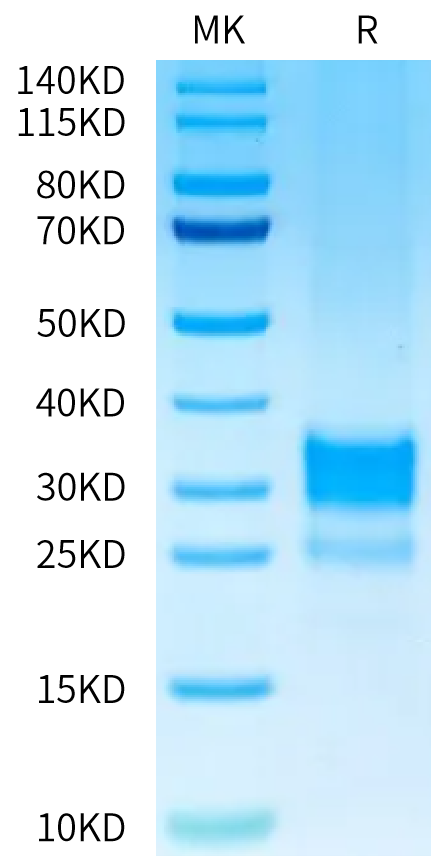 Cynomolgus/Rhesus macaque OX40 Ligand on Tris-Bis PAGE under reduced condition. The purity is greater than 95%.Recombinant Cynomolgus/Rhesus macaque OX40 Ligand/TNFSF4 Protein, Active